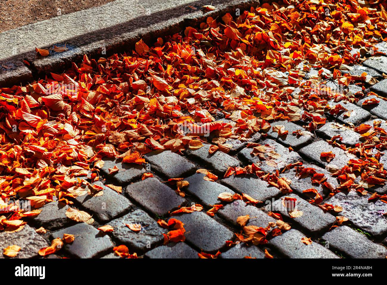 Herbstblätter auf dem Kopfsteinpflaster. Herbstblätter auf der Straße Stockfoto