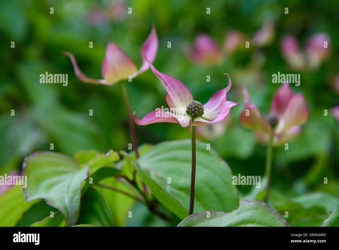 Blühende Hundeholzblumen auf grünem, unscharfem Hintergrund Stockfoto