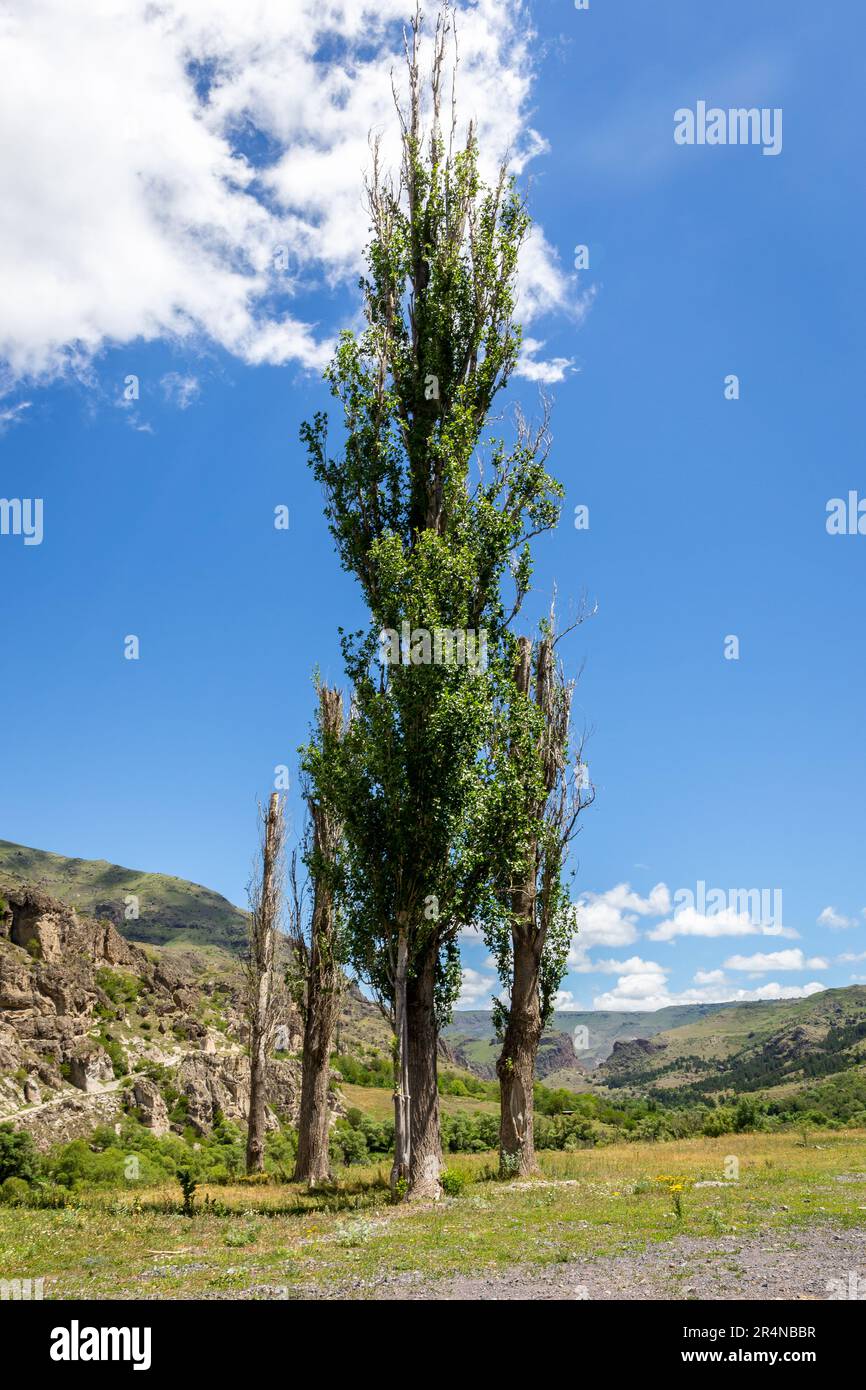 Hohe Pappelbäume (Espen, Pappelholz, Populus), die vor dem Klosterkomplex Vardzia Cave, Georgia, wachsen. Stockfoto