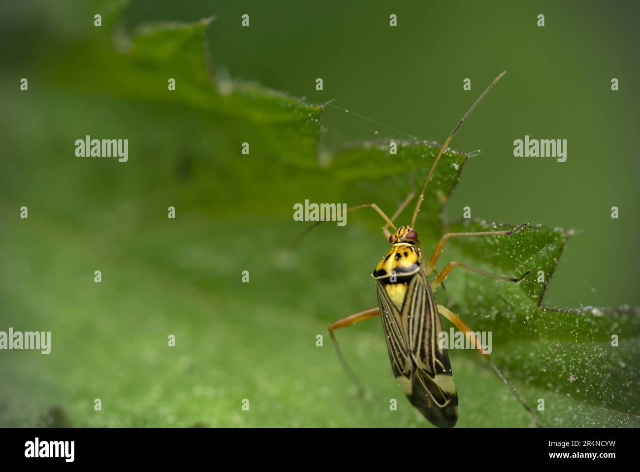 Käfer (Rhabdomiris striatellus), die auf Brennnessel kriechen (Urtica sp.) Makrofotografie, Insekten, echte Insekten, Artenvielfalt Stockfoto