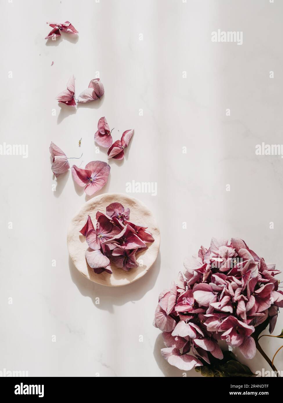 Blumenarrangements mit pinkfarbenen Hydrangea-Blüten in kleinen Tellern, natürliche Blumenmuster-Flach liegen im Sommer-Saison-Stil. Minimales Schwarzweiß-Format mit Schatten. Oben Stockfoto