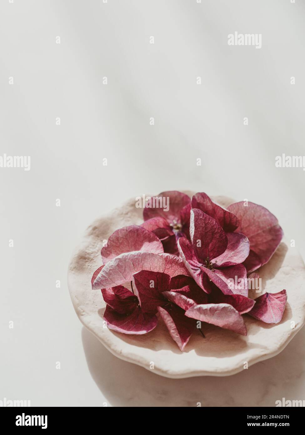 Blumenarrangements mit pinkfarbenen Hydrangea-Blüten in kleinen Tellern, natürliche Blumenmuster-Flach liegen im Sommer-Saison-Stil. Minimales Schwarzweiß-Format mit Schatten. Verstanden Stockfoto