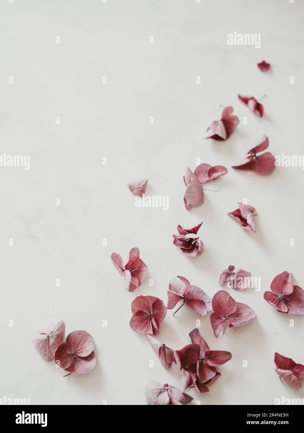 Blumenarrangements mit pinkfarbenen Hydrangea-Blumen, natürliche Blumenmuster-Flach liegen im Sommer-Saison-Stil. Minimales Schwarzweiß-Format mit Schatten. Draufsicht. Kopieren Sie Spac Stockfoto