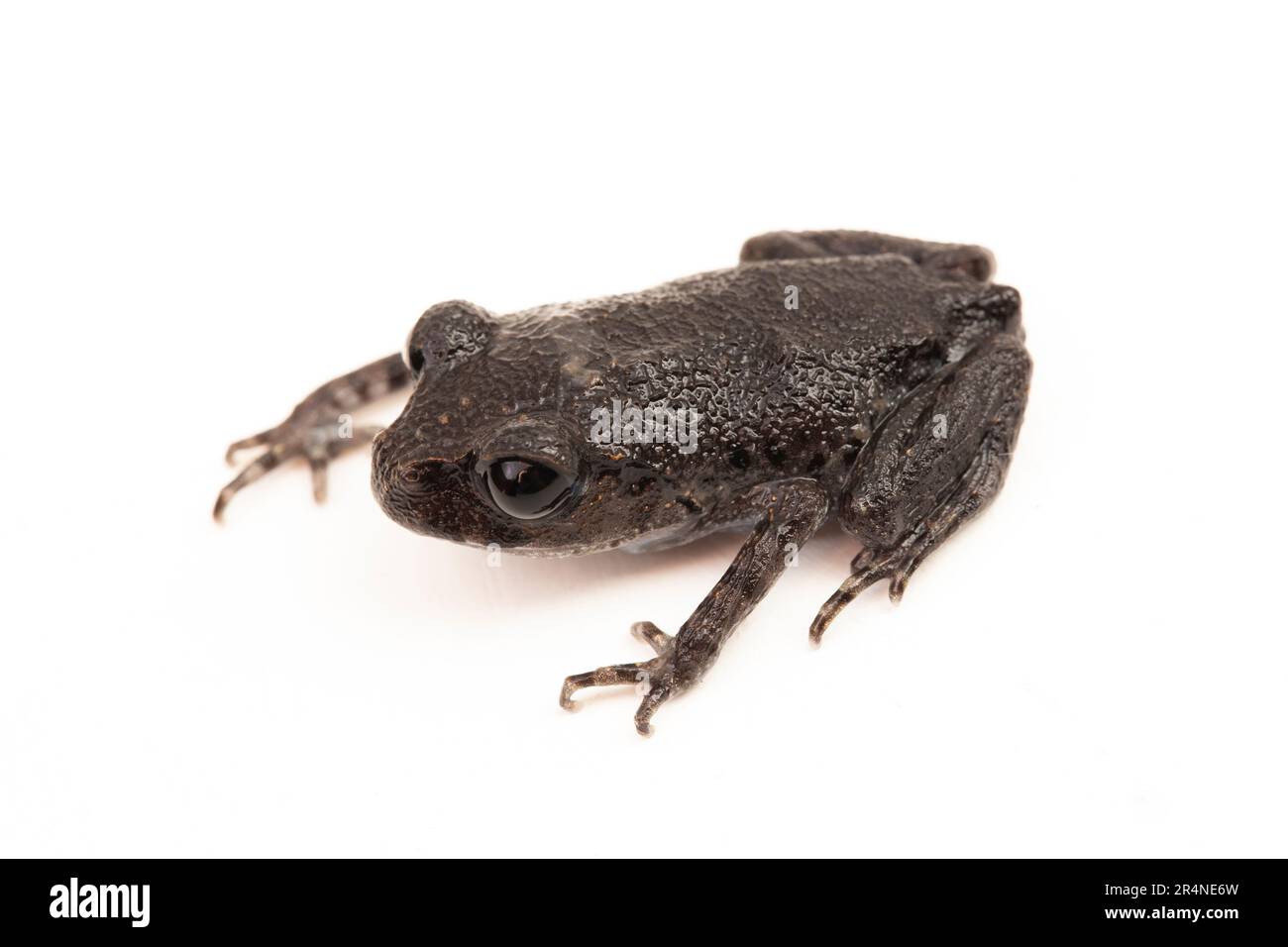 Hasselt-Kröte, Java-Spadefoot-Kröte, Hasselt-Wurffrosch, Leptobrachium hasseltii, isoliert auf weißem Hintergrund Stockfoto