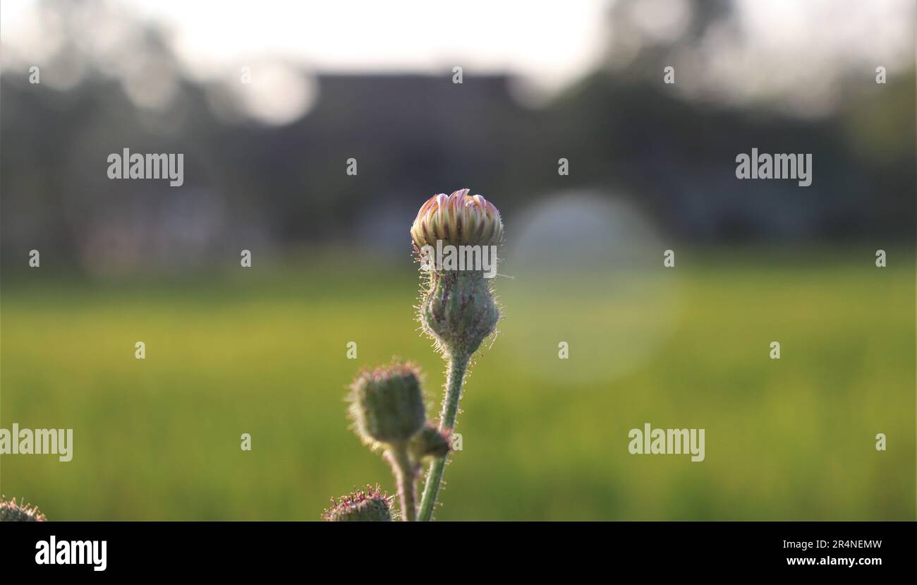 Nahaufnahme von wunderschönen Grasblumenknospen Stockfoto