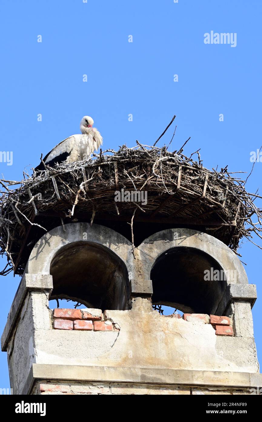 Rust, Burgenland, Österreich. Weißstorch (Ciconia ciconia) in Rust Stockfoto