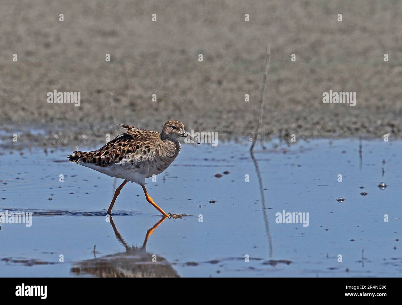 Ruff (Philomachus pugnax) Erwachsener, der im seichten Wasser Andalusien, Spanien, spaziert April Stockfoto