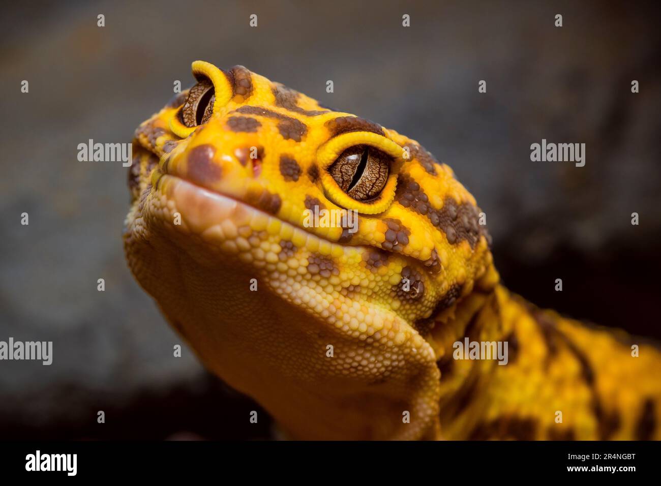 Porträt eines Leopardengecko, Nahaufnahme des Kopfes eines Leopardengeckos Stockfoto