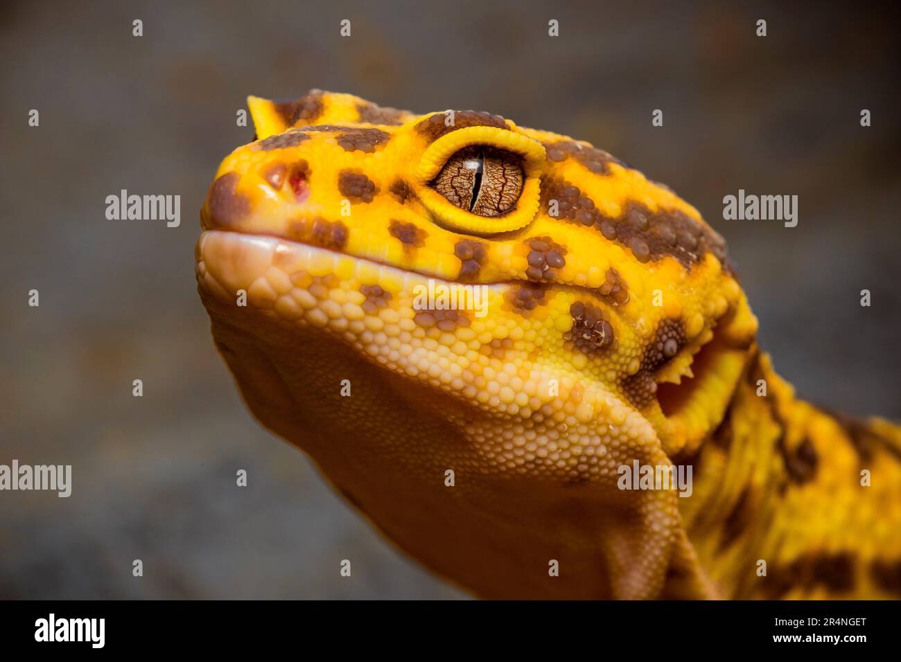 Porträt eines Leopardengecko, Nahaufnahme des Kopfes eines Leopardengeckos Stockfoto