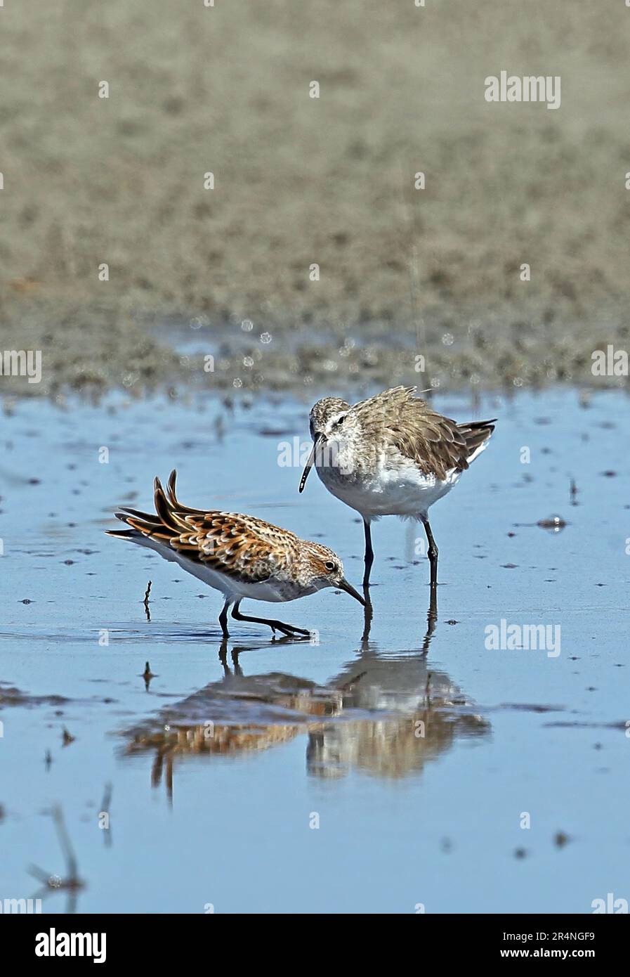 Curlew Sandpiper (Calidris ferruginea) und Little Stint (C.minuta) nicht zuchtende Gefieder Sandpiper und Zucht Gefieder Stint Futtersuche in flachem Becken Stockfoto