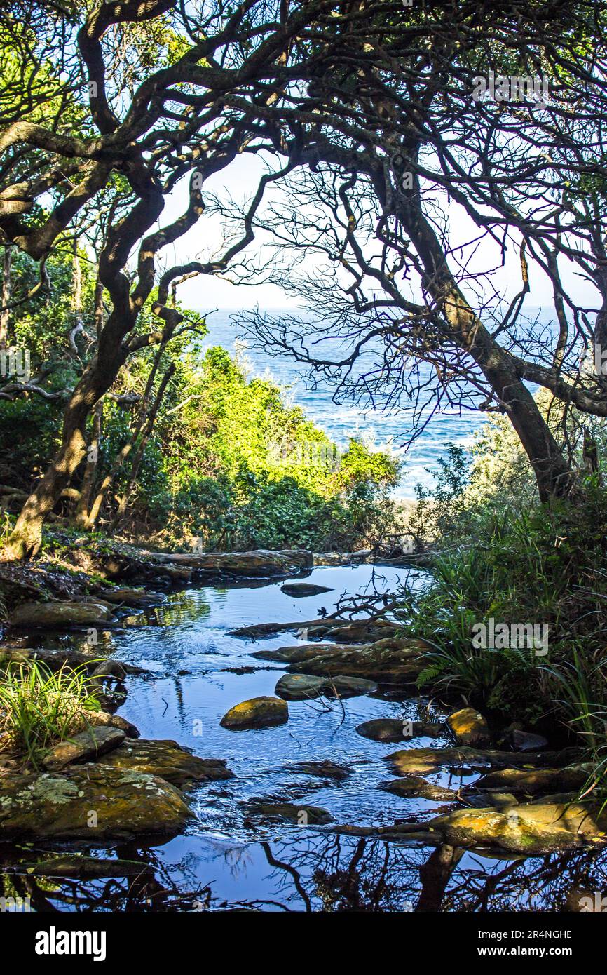 Ein kleiner Bergbach, geschützt durch den Tsitsikamma-Wald, entlang der Südküste Südafrikas, mit dem Ozean im Hintergrund sichtbar. Stockfoto