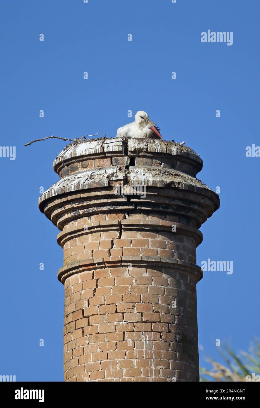 Weißer Storch (Ciconia ciconia), Erwachsener, der auf einem Nest auf einem stillgelegten Schornstein sitzt, Coto Donana, Andalusien, Spanien Mai Stockfoto