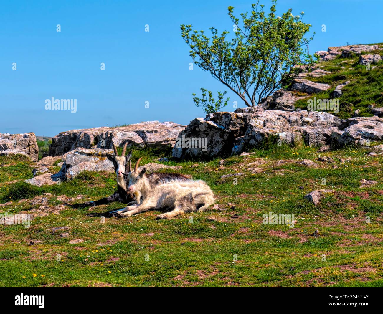 Zwei wilde Ziegen in den Felsen, Cheddar Gorge Somerset, England Stockfoto