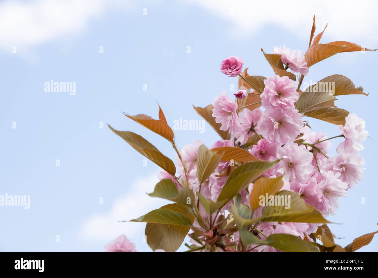 Die wunderschönen Frühlingsrosa Sakurblüten vor dem Hintergrund. Die blühenden Sakura-Blumen auf dem Ast. Stockfoto