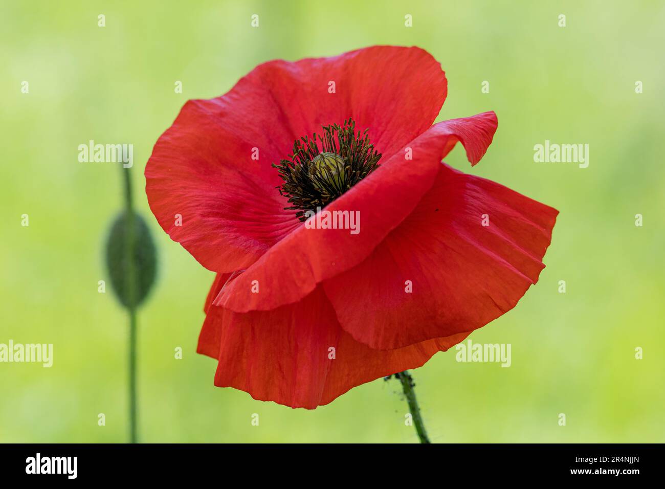 Red Poppy: Kunst der Natur vom Feinsten. Stockfoto