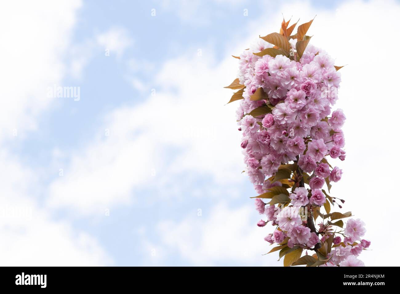 Die wunderschönen Frühlingsrosa Sakurblüten vor dem Hintergrund. Die blühenden Sakura-Blumen auf dem Ast. Stockfoto