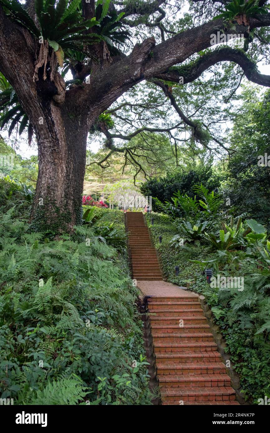 Fußweg im Fort Canning Park, einer der öffentlichen Grünflächen in Singapur. Stockfoto