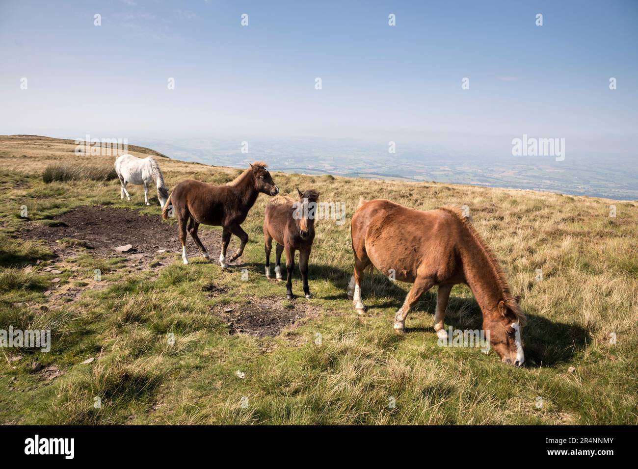 Bergponys im Grwyne Fawr Valley, Black Mountains, Wales, Großbritannien Stockfoto
