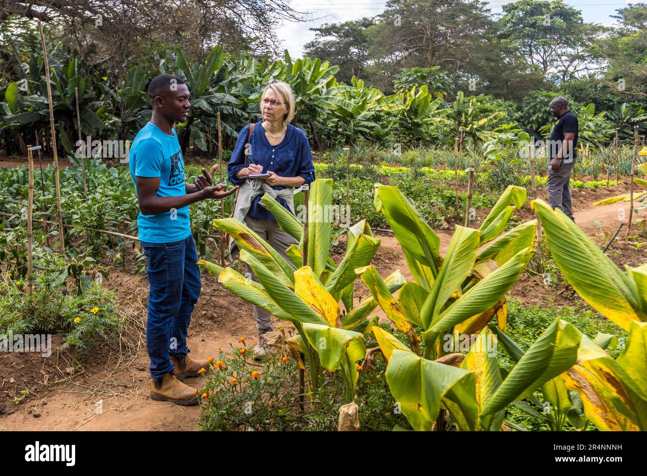 Gärtner Chisomo Shaya baut im Küchengarten des Kumbali Estate in Lilongwe, Malawi, nur Bio-Gemüse an. Im Gemüsegarten: Kurkuma Stockfoto