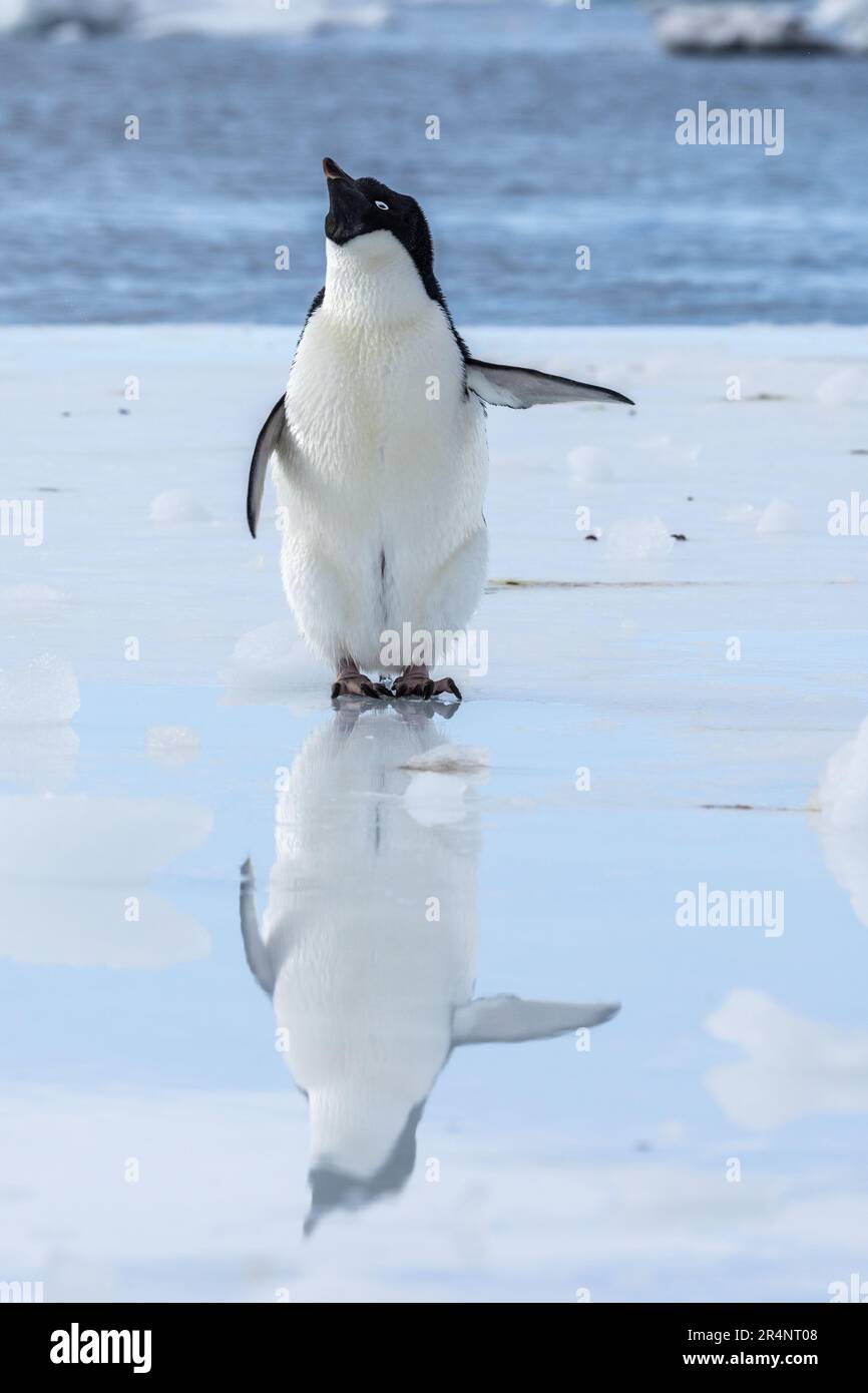 Adelie Penguin & Reflection in Puddle, Cape Crozier, Ross Island, Ross Sea, Antarktis Stockfoto