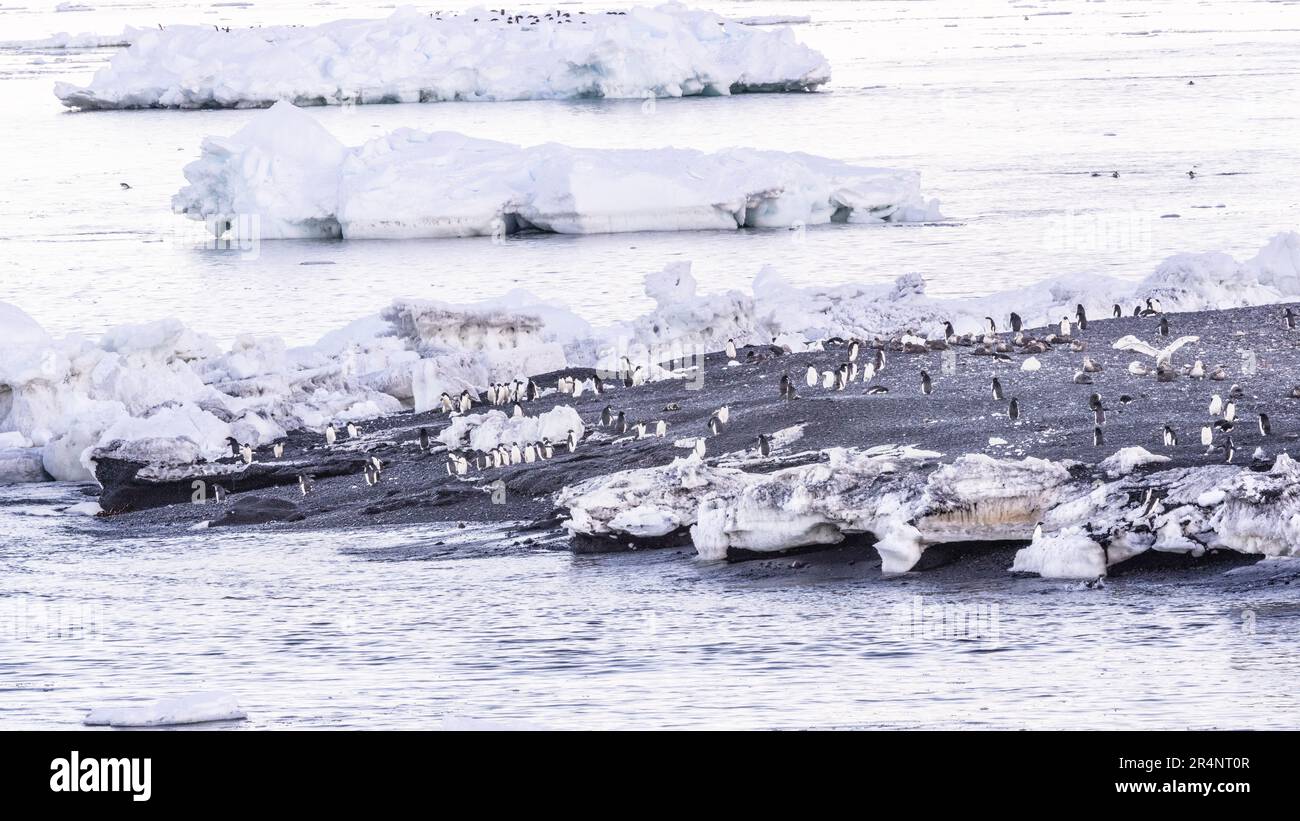 Adelie Penguins in Rookery, Cape Adare, Antarktis Stockfoto