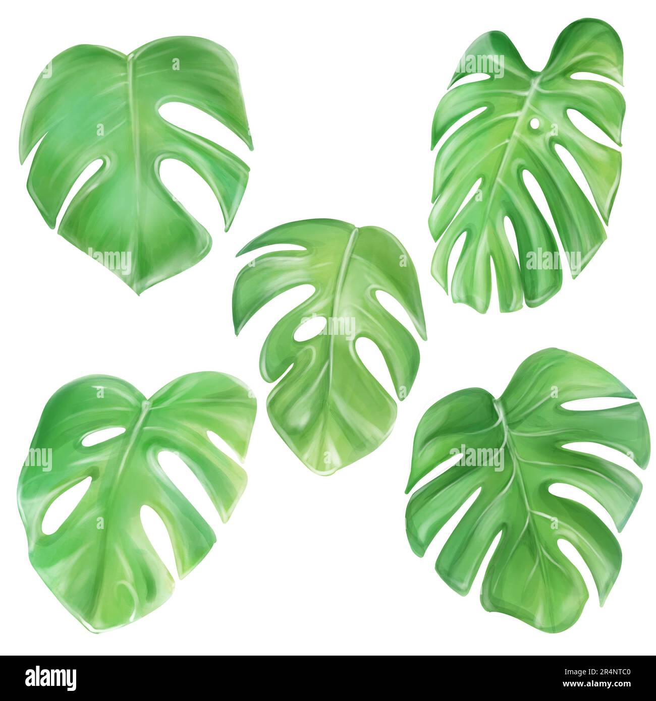Aquarelle Monstera, tropische Blätter. Clipart isoliert auf weißem Hintergrund. Handgezeichnete Illustration für Design Stockfoto