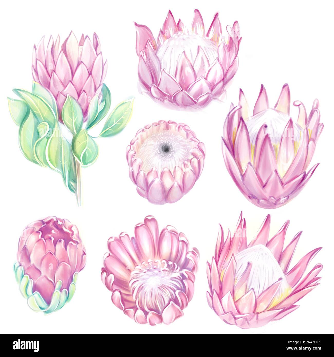Aquarell rosa Proteen Set. Tropische Blume. Auf weißem Hintergrund isolieren, Clipart. Perfekt für Hochzeitsdesign, Karten, Drucken Stockfoto