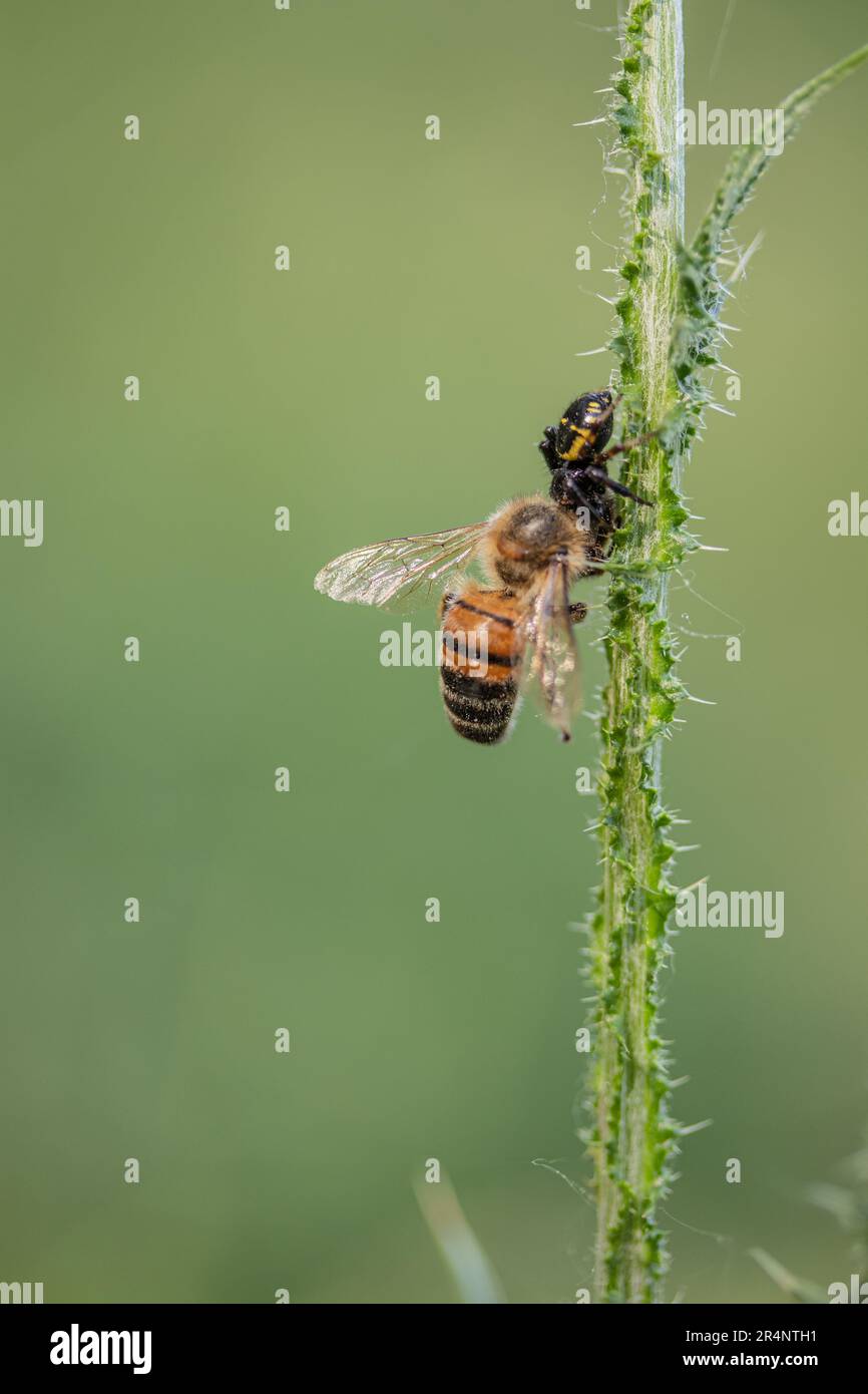 Die Wespenspinne frisst eine Biene Stockfoto