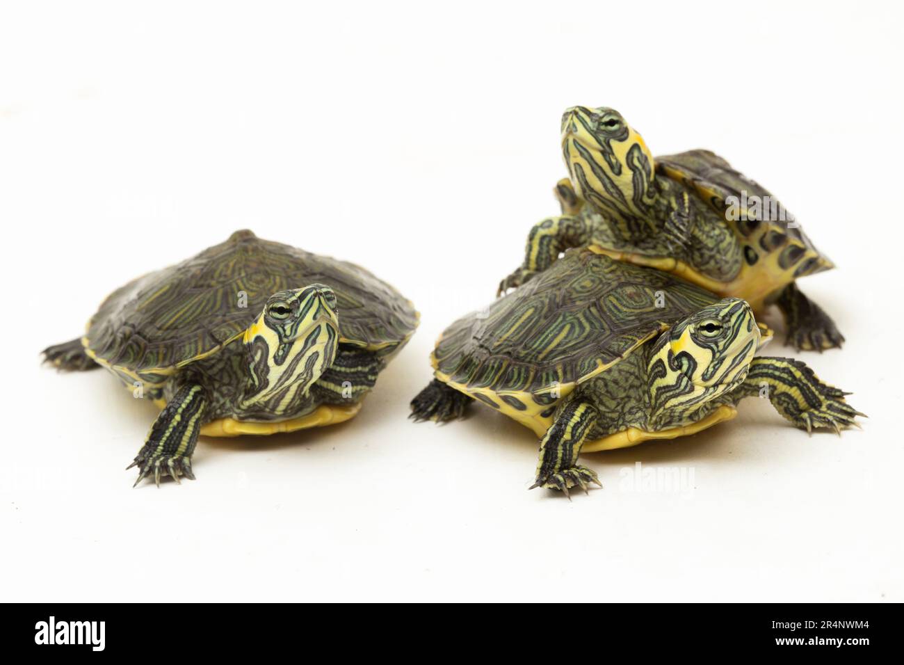 Die Gelbbbauchschildkröte (Trachemys scripta scripta), isoliert auf weißem Hintergrund Stockfoto
