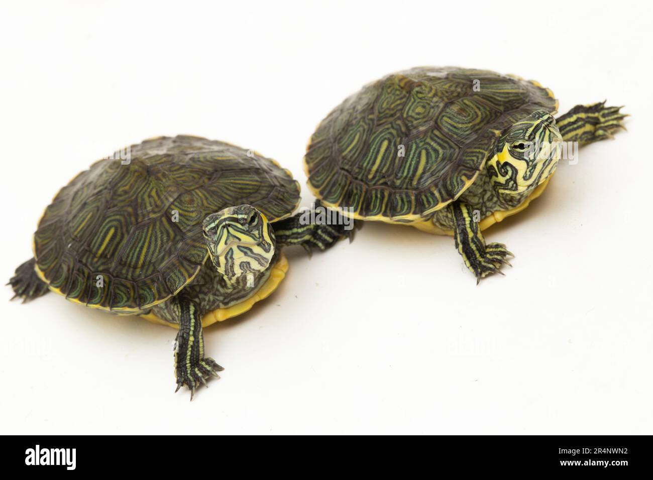 Die Gelbbbauchschildkröte (Trachemys scripta scripta), isoliert auf weißem Hintergrund Stockfoto