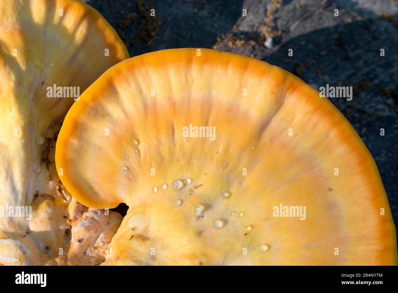 Laetiporus sulureus, Holzkrebse, gelber essbarer Pilz, selektiver Fokus Stockfoto