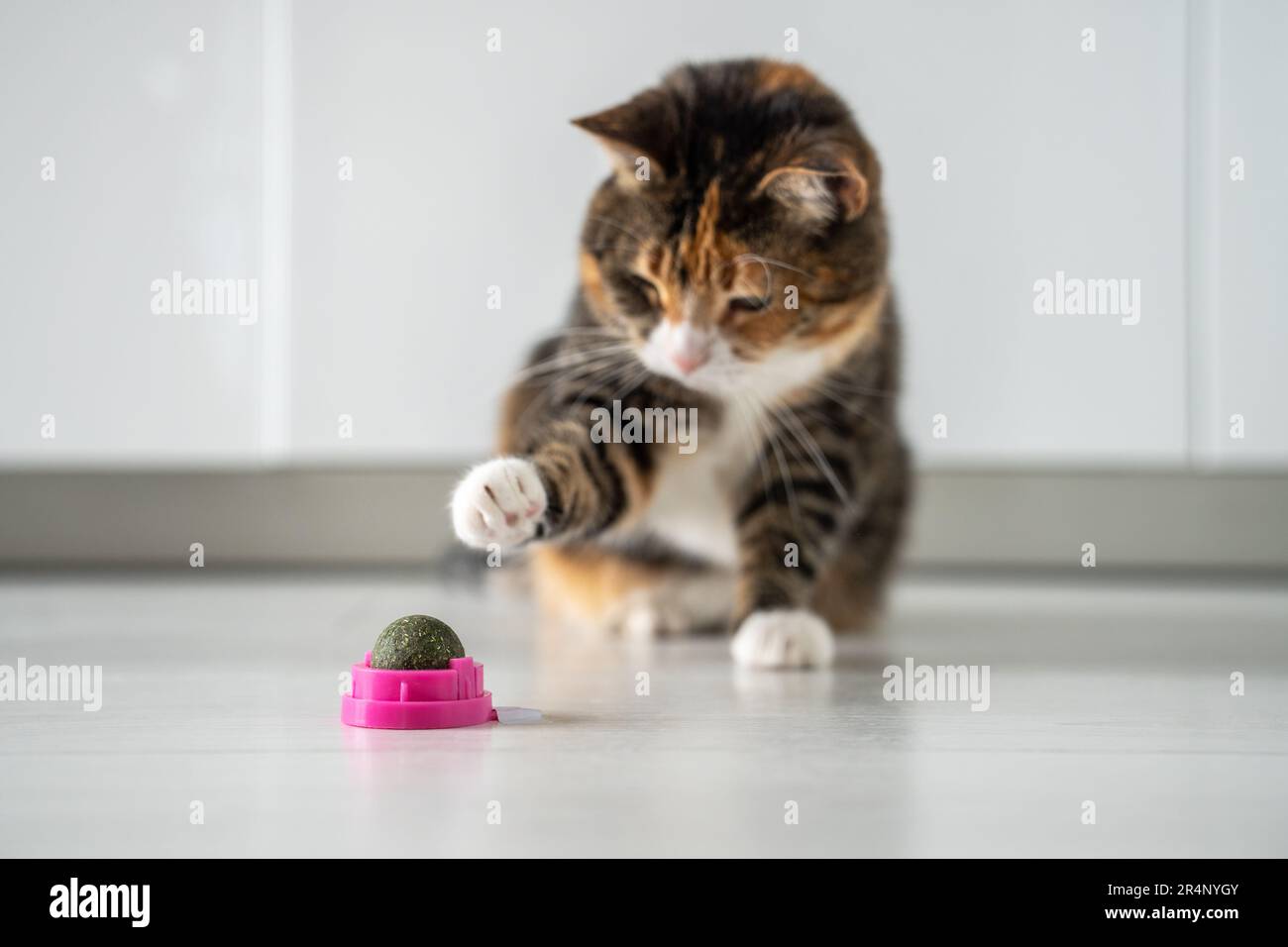 Bunte Katzenspiele mit dem Ball aus dunkelgrüner Katzenminze oder Katzenwurz zieht die Pfote in Richtung Katzenminze. Stockfoto