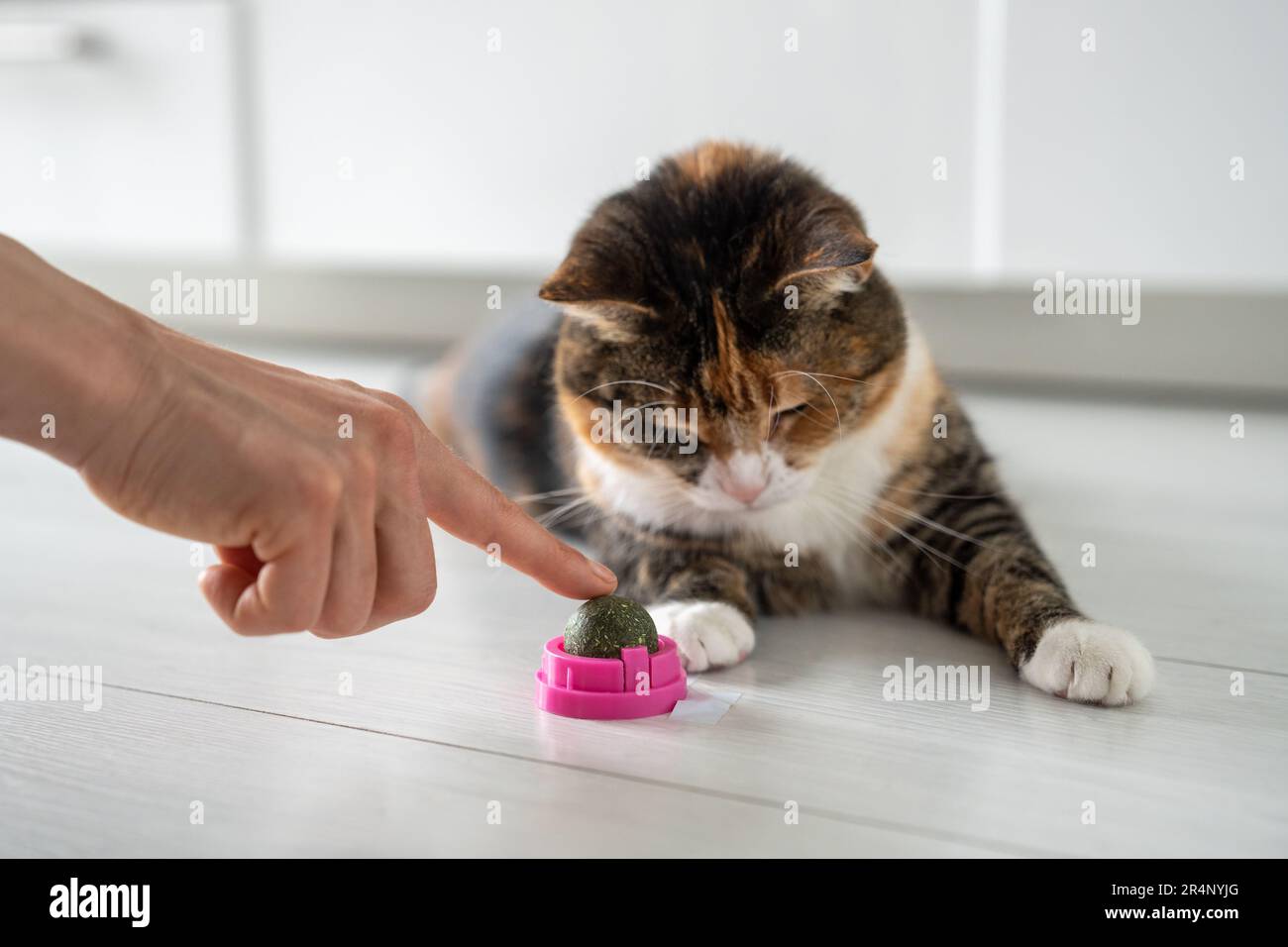 Tierbesitzer zeigen mit dem Finger auf das Spielzeug von der Minze. Interessierte flauschige Katze, die Spaß mit Katzenminze hat. Stockfoto