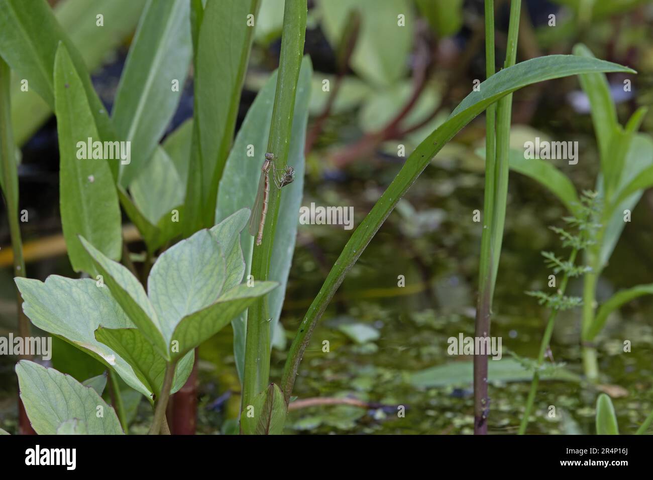 Das Teneral der großen roten Damselfly (Pyrrhosoma nymphula) ist gerade aus der Exsuda Norwich UK GB im Mai 2023 hervorgegangen Stockfoto