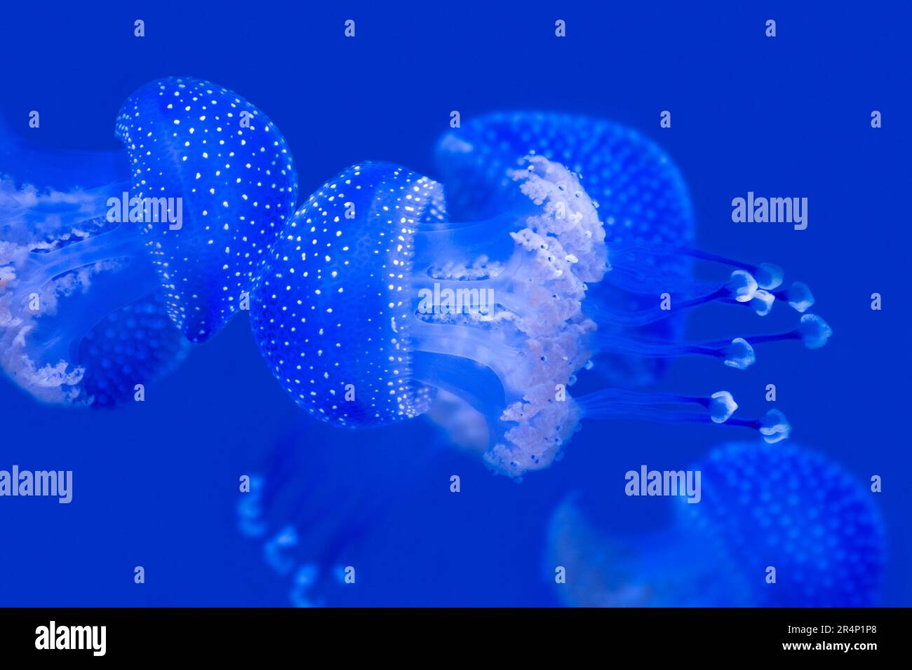 Schwimmende Glocke / Australische gefleckte Quallen / braune Quallen / Weiße gefleckte Quallen (Phyllorhiza punctata), die unter Wasser schwimmen, westlicher Pazifik Stockfoto