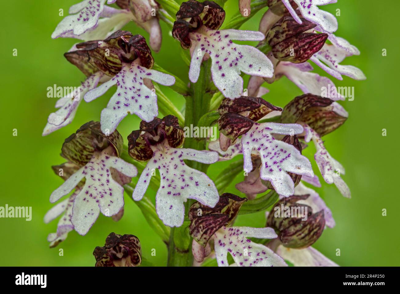 Lady Orchidee ( Orchis purpurea / Orchis fuscata) in Blüte im Frühling Stockfoto