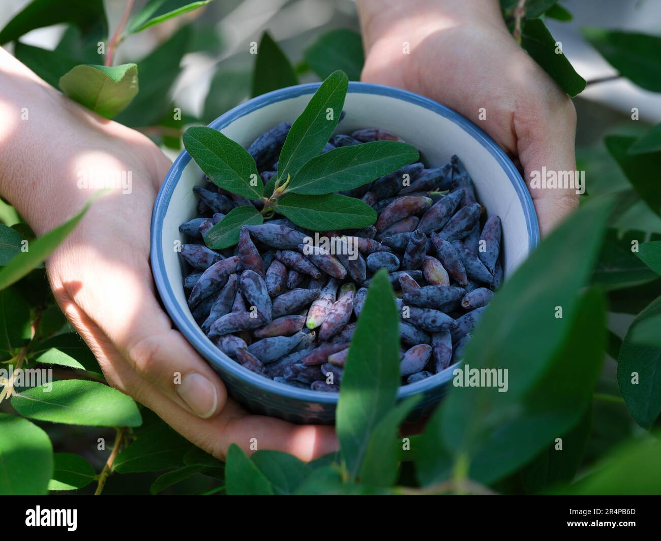 Eine Frau, die eine Schüssel frisch geernteter Honigsaugbeeren in der Hand hält. Schließen. Stockfoto