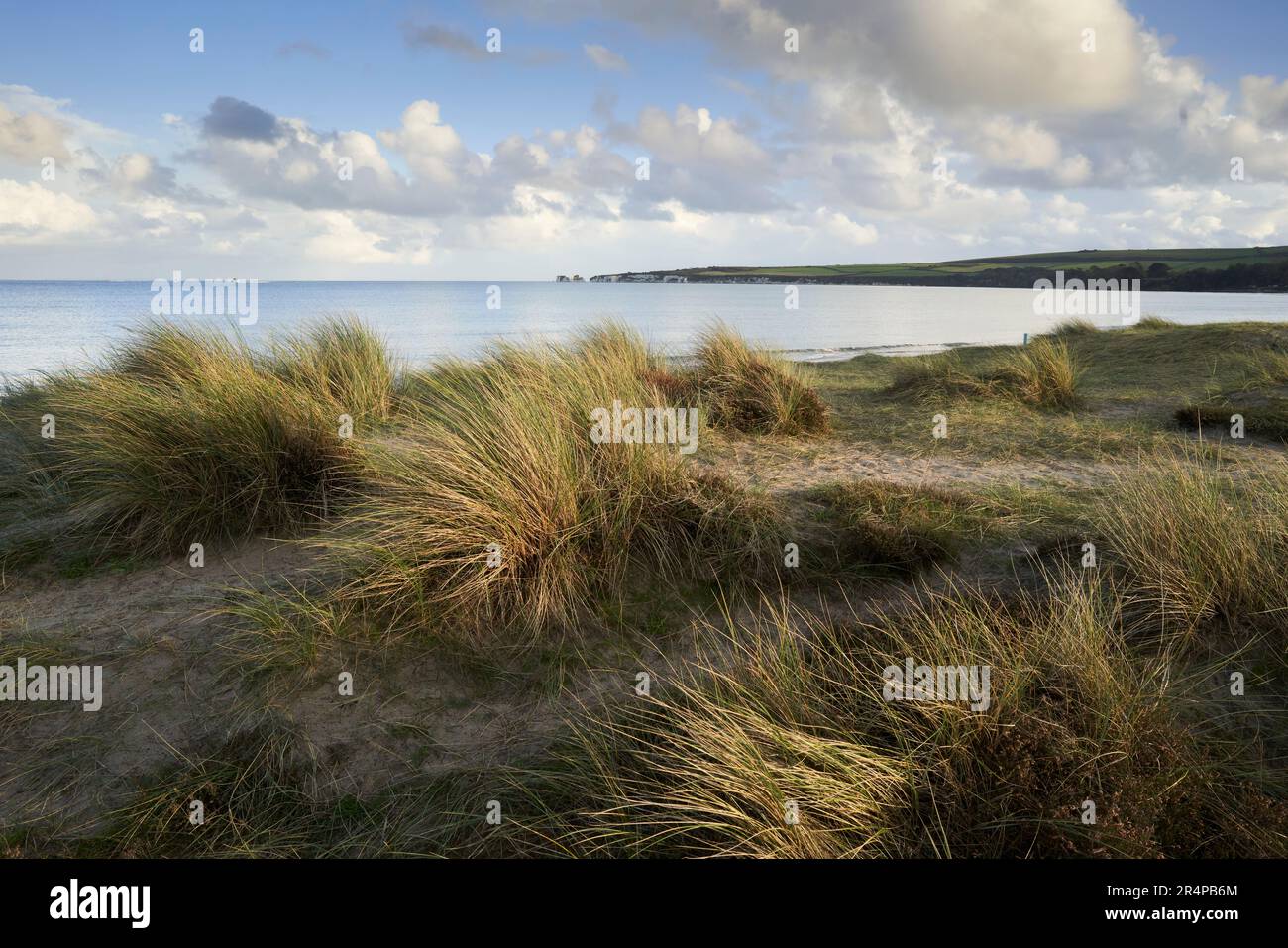Studland Heath und Studland Bay, Isle of Purbeck, Dorset, Vereinigtes Königreich Stockfoto