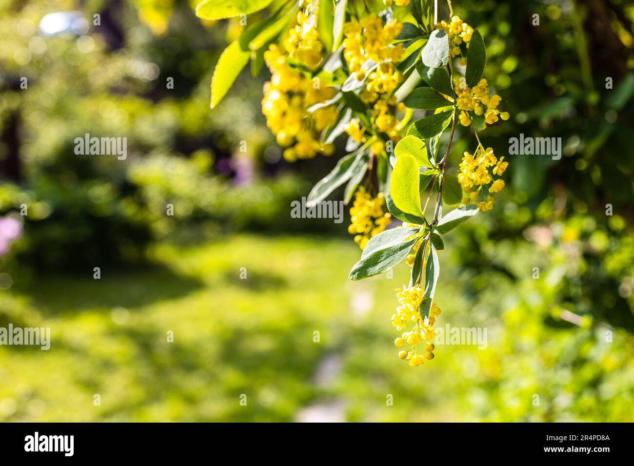 Die gelben Blüten des Barbeerbaums erleuchten im Garten, wenn die Sonne untergeht Stockfoto