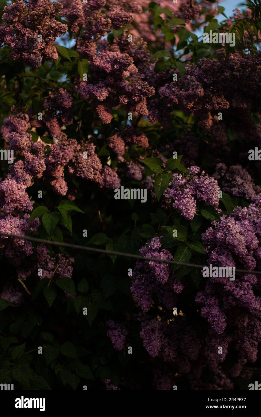 Blick auf den lila Baum mit violetten Blumen im Garten Stockfoto