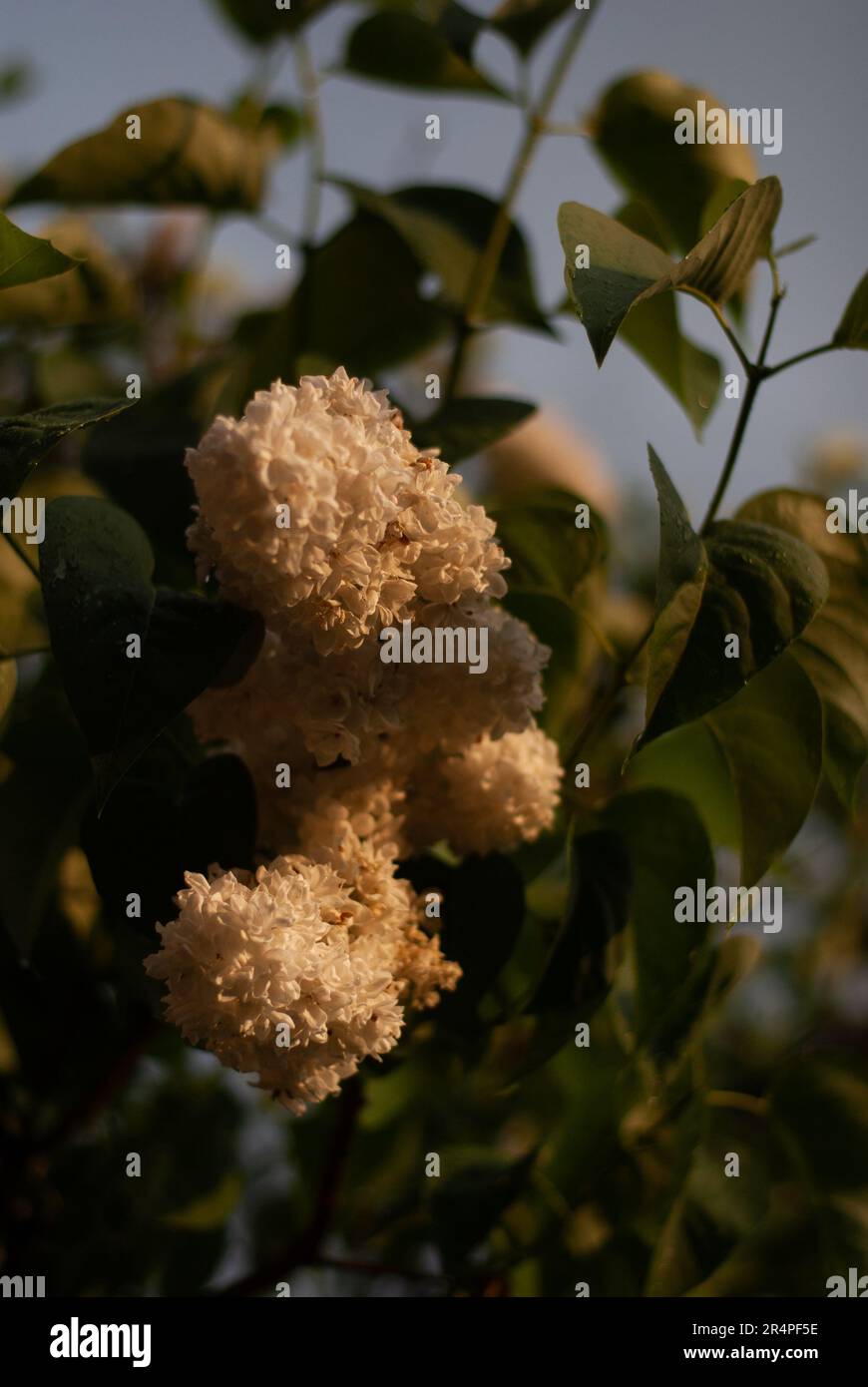 Nahaufnahme eines Fliederbaums mit weißen Blumen im Licht der Sonne im Garten Stockfoto