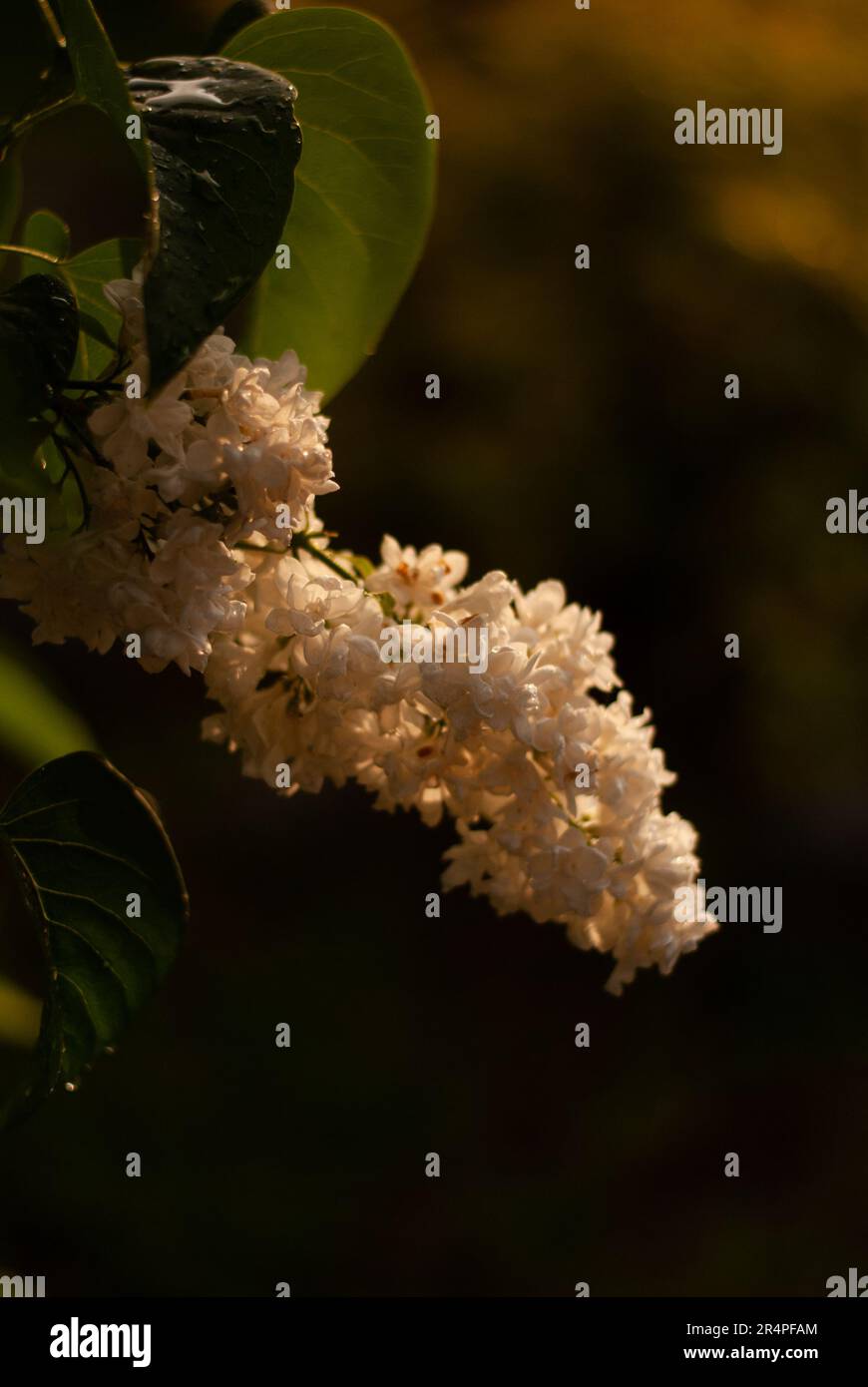 Blick auf den Fliederbaum mit weißen Blumen im Sonnenlicht im Garten Stockfoto