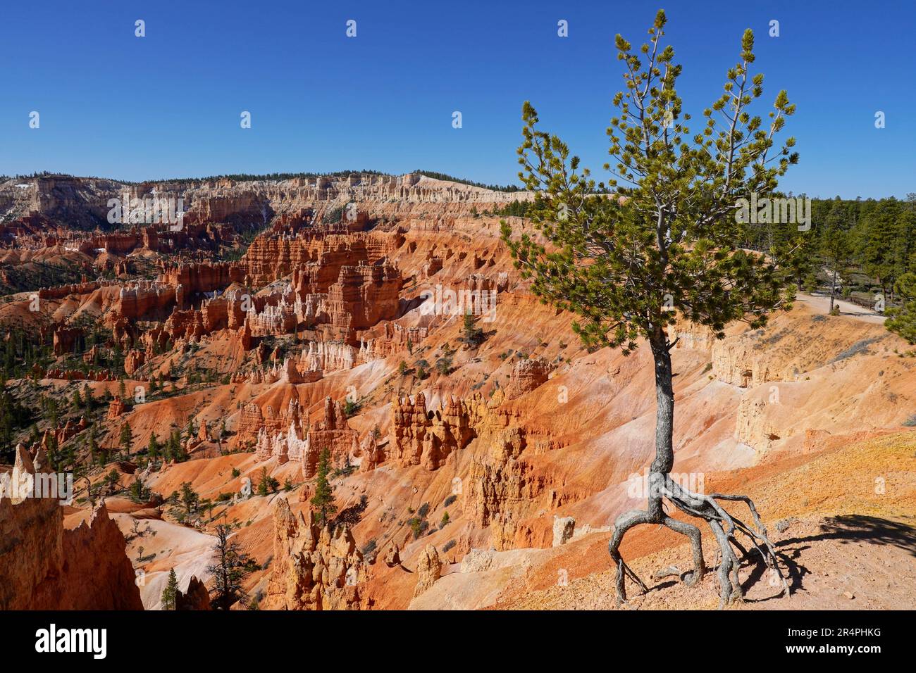 Kiefern, die am Rand des Bryce Canyon in Utah hängen Stockfoto