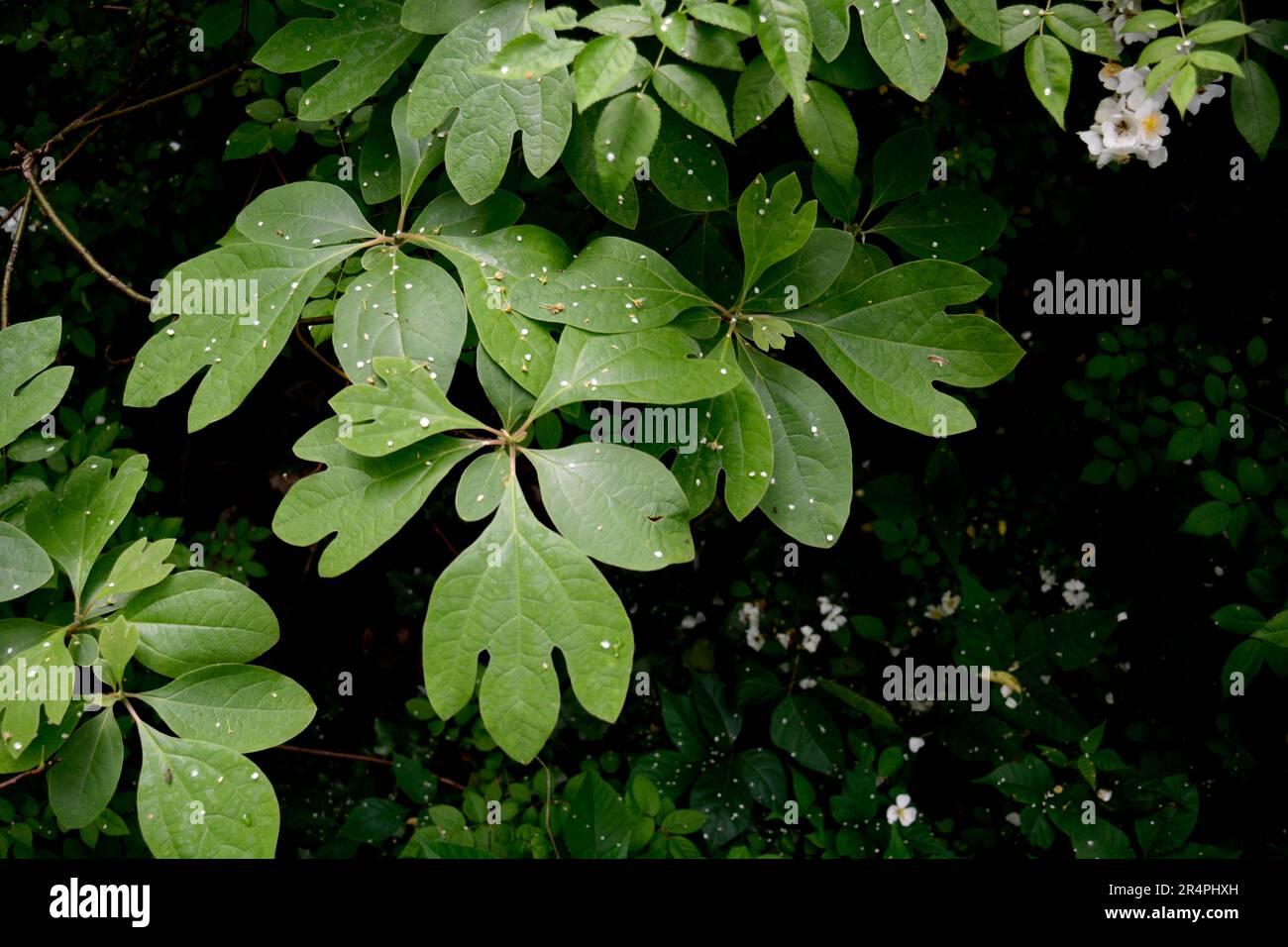 Ein Sassafras-Baum (Sassafras albidum), der in Virginia, USA, wächst. Stockfoto