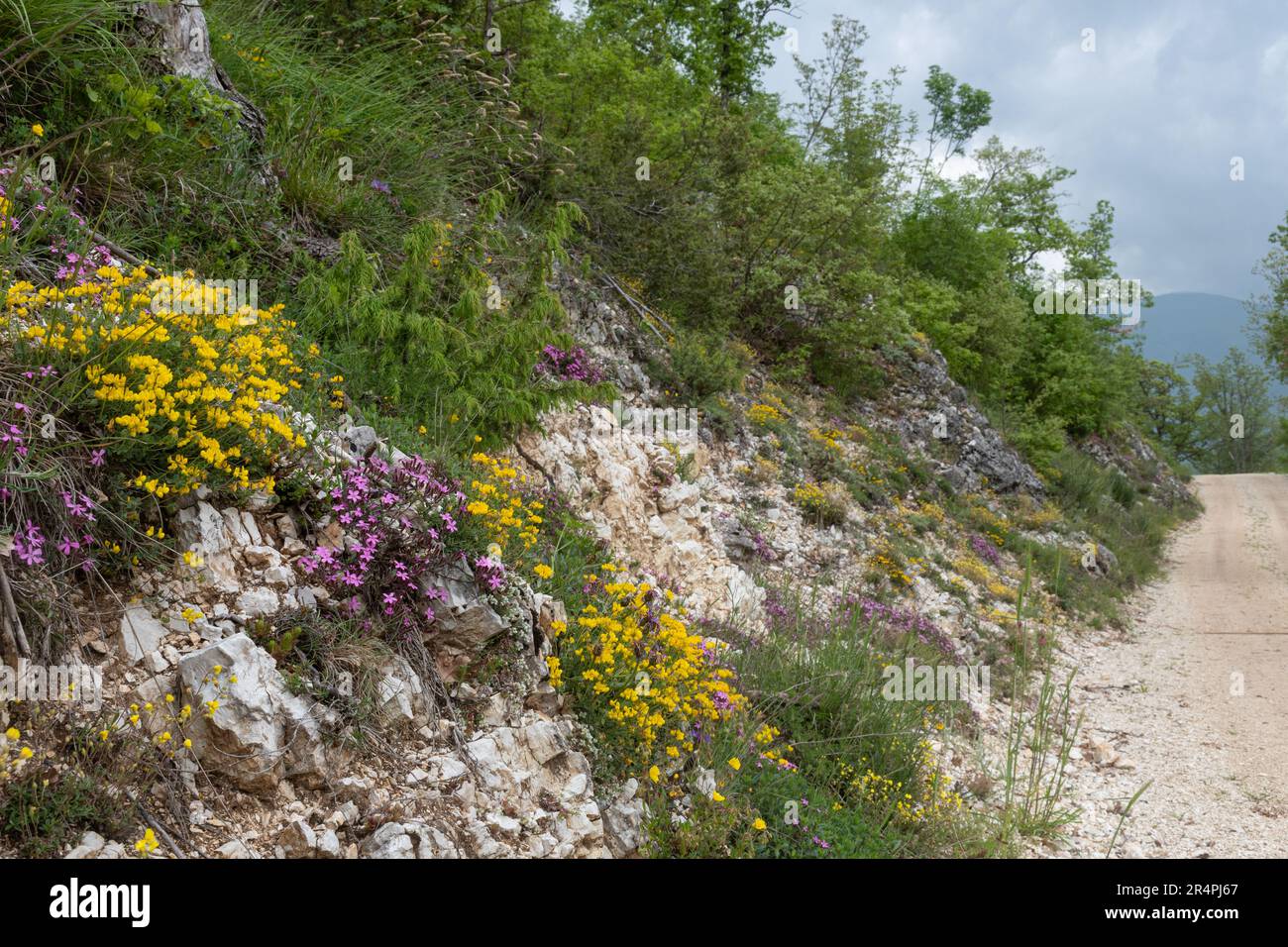 Bunte Wildblumen, die im Mai am Straßenrand im Apenningebirge in Zentralitalien, Europa, wachsen. Kalksteinflora Stockfoto