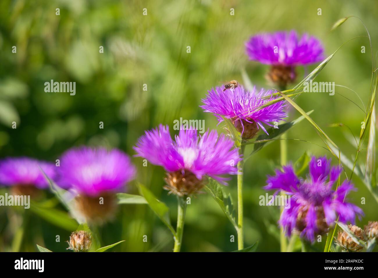 Ränkchen mit Biene auf dem Feld Stockfoto