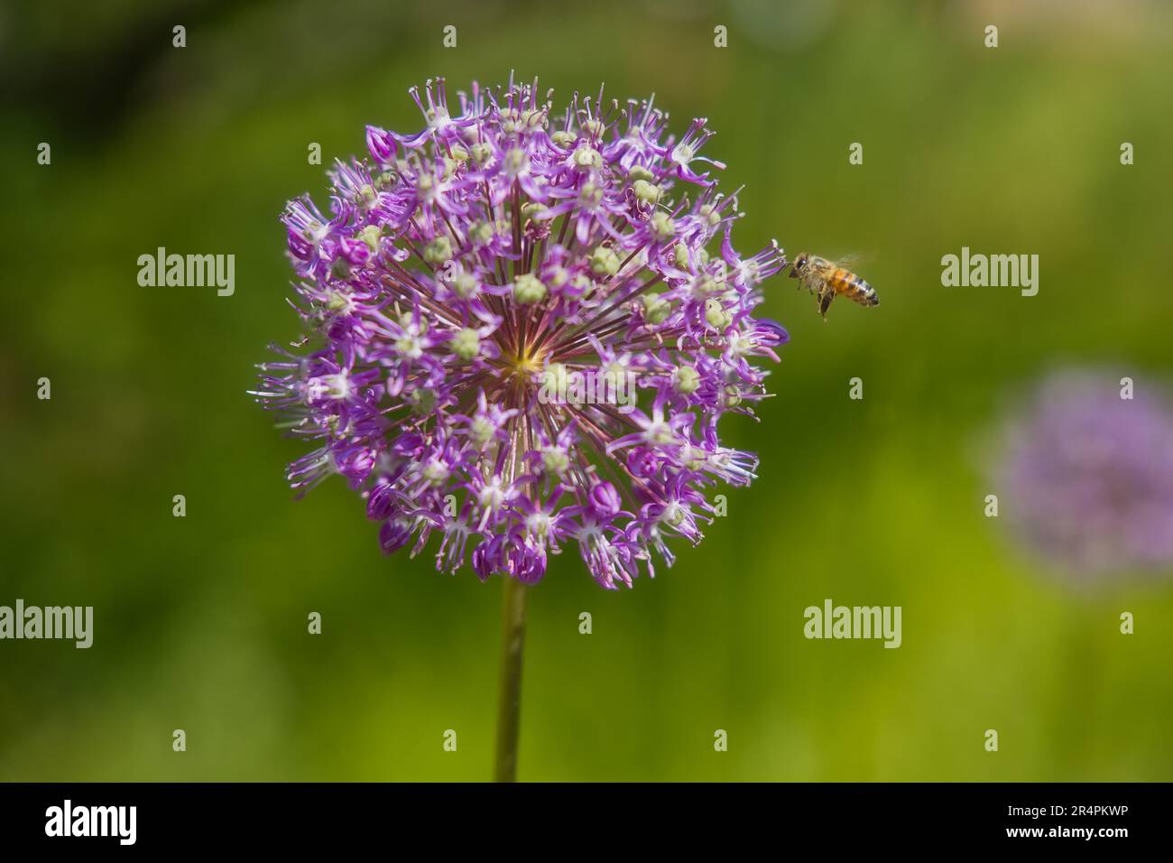 Honigbiene, die Riesenzwiebeln beibringt Stockfoto
