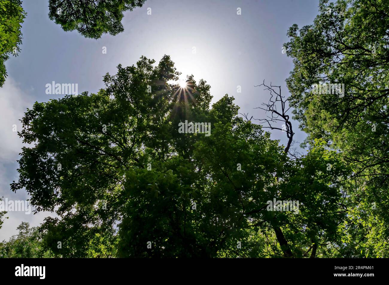 Natürlicher Hintergrund der Gipfel des frischen Frühlingswaldes mit wunderschönen verzweigten Bäumen mit vielen grünen Blättern und Sonne, Sofia, Bulgarien Stockfoto