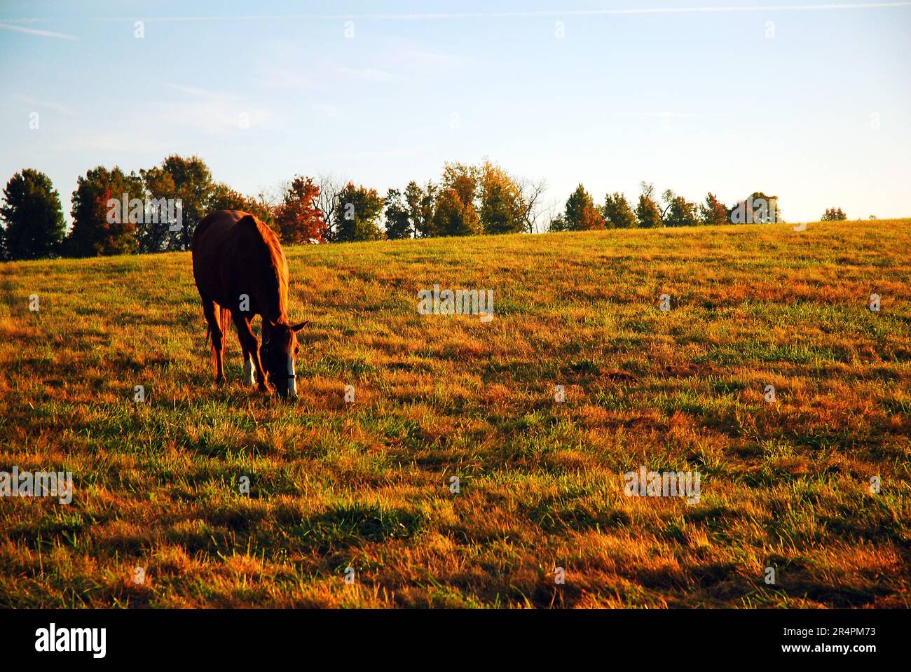 Ein Vollblüter-Rennpferd gräbt in der Blue Grass Region von Kentucky auf einem offenen Feld und auf einer Wiese Stockfoto