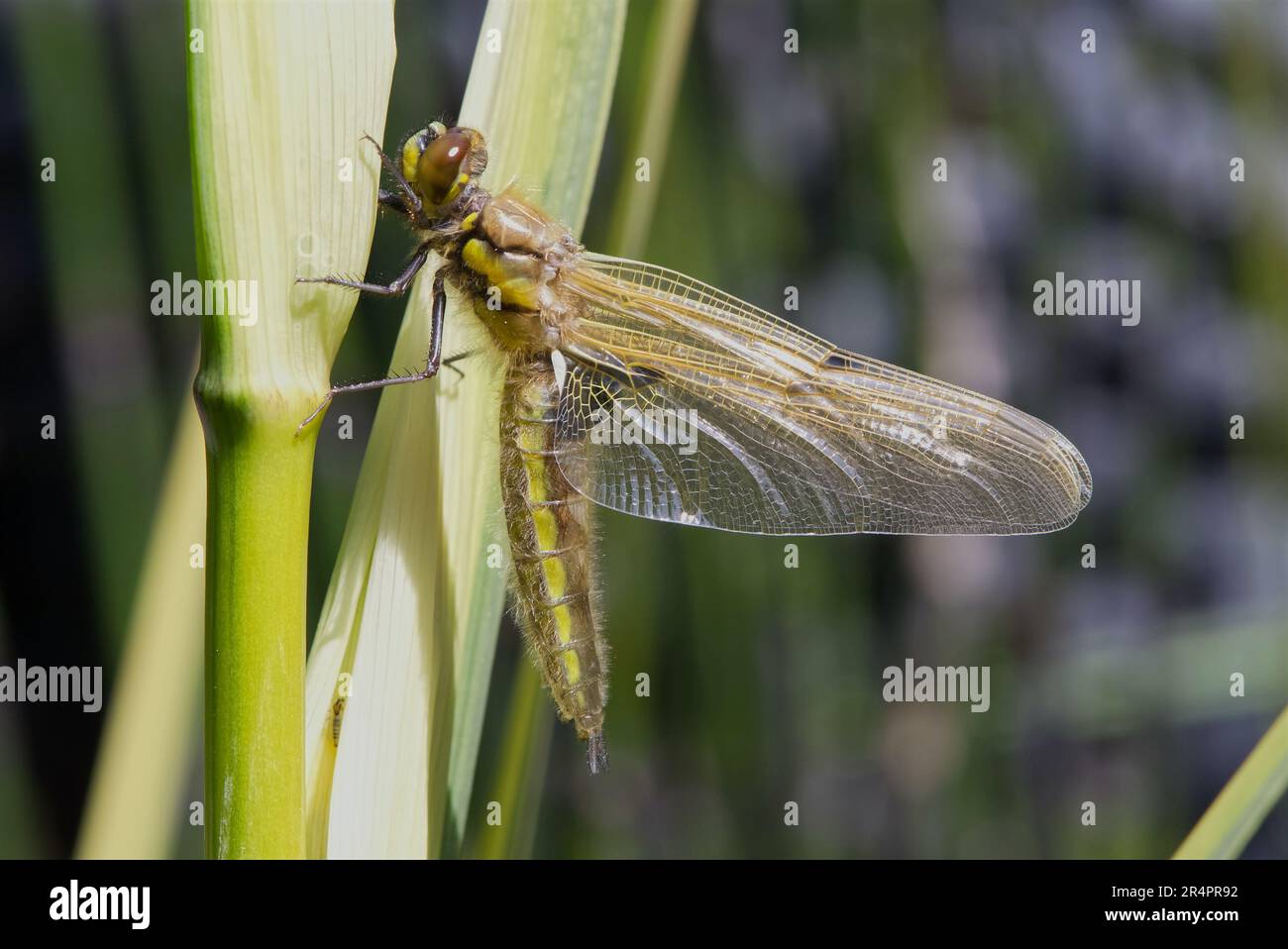 Neu aufgetauchter Four-Spotted Chaser, der seine Flügel trocknet. Stockfoto